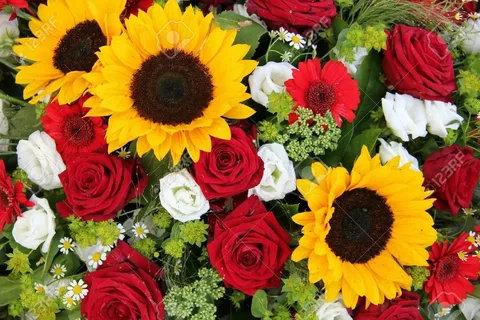 How To Grow Care for beautiful Red Rose sunflower for guide