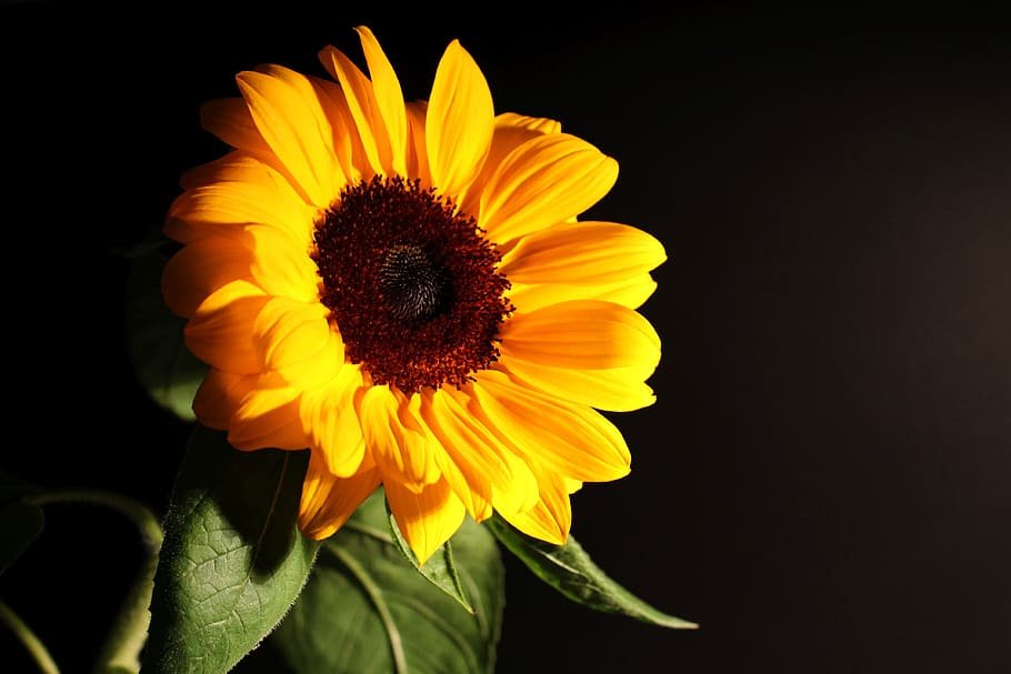 How to Grow care For Sunflowers and Daisies for Guied