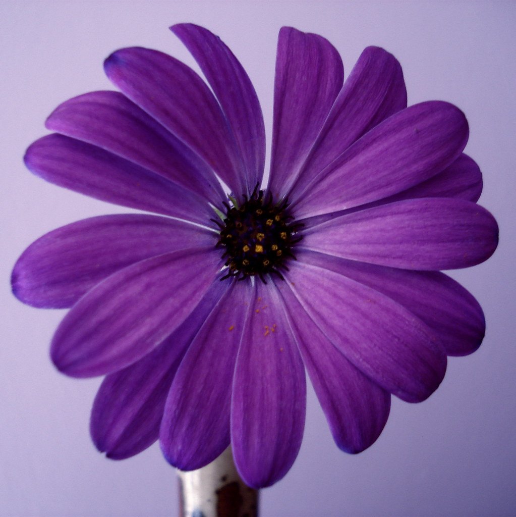 How to Grow Care For Daisy flowers in purple for Guied