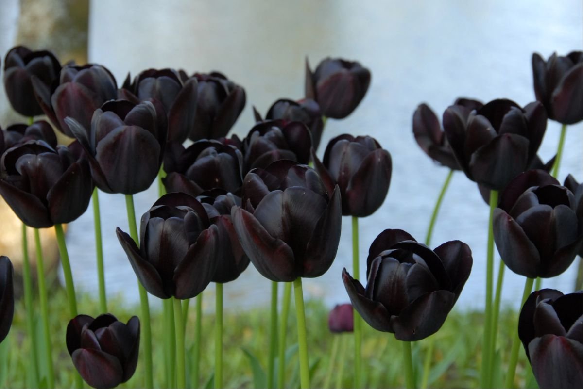 How to grow care for Night Queen Tulip for Guied