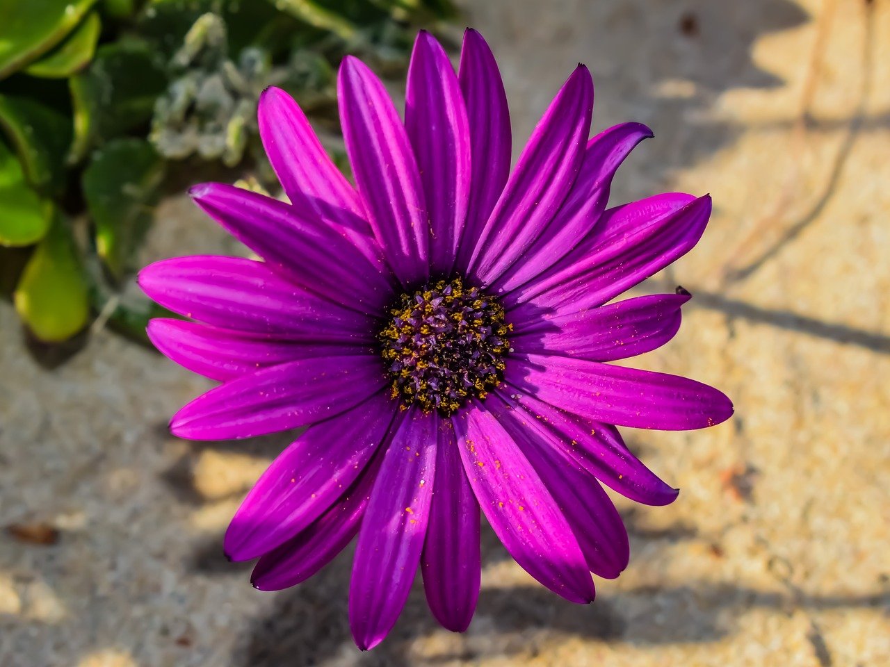 How To Grow Care For sunflowers with purple For Guied