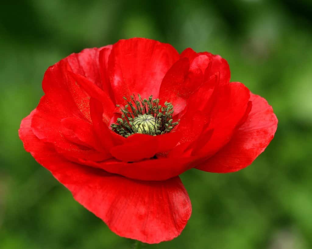 How Can Grow Care For  Poppy flowers Art and Culture for Guied