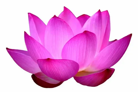 How Can Grow care  For Lotus Flower For Guied