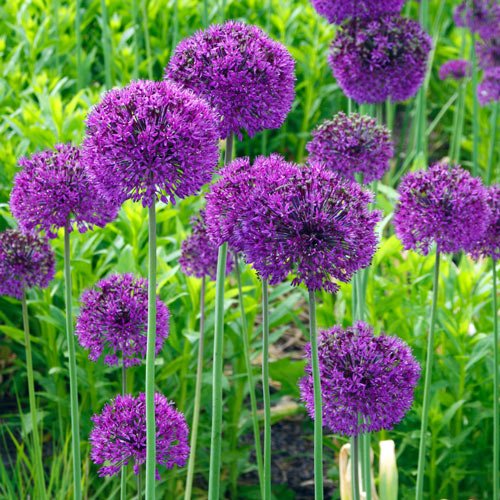 How can Grow Care For allium cultivar crossword for Guied