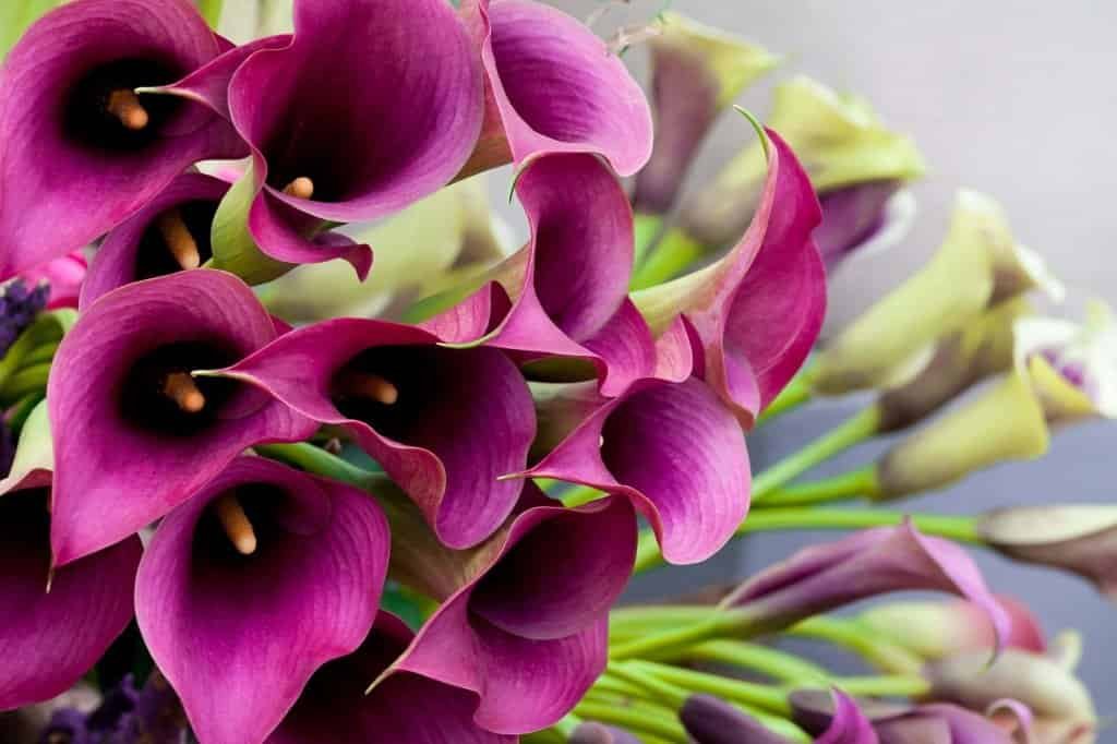 How Can Grow Care for calla lilies of Guied