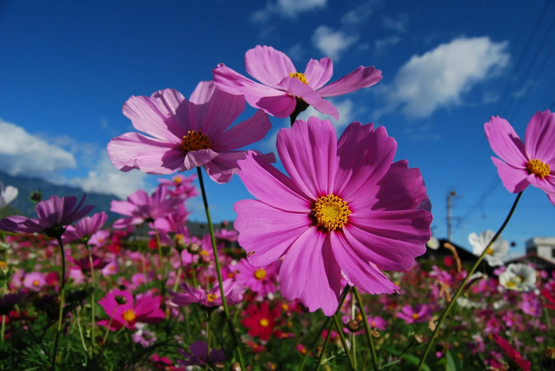 How can Grow Care for Cosmos Flowers for Guied