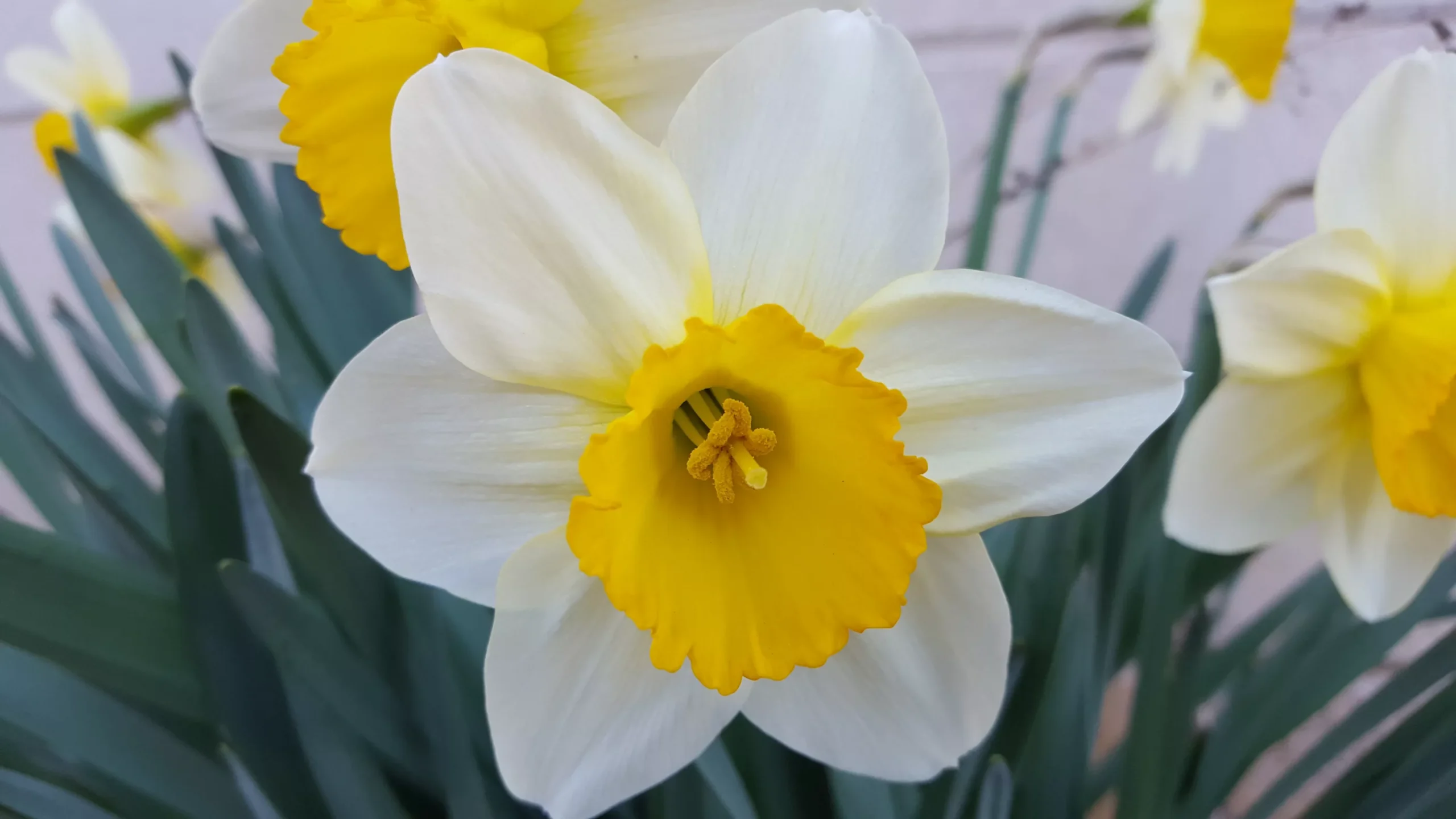 How can Grow Care For Best  White Daffodils for Guied