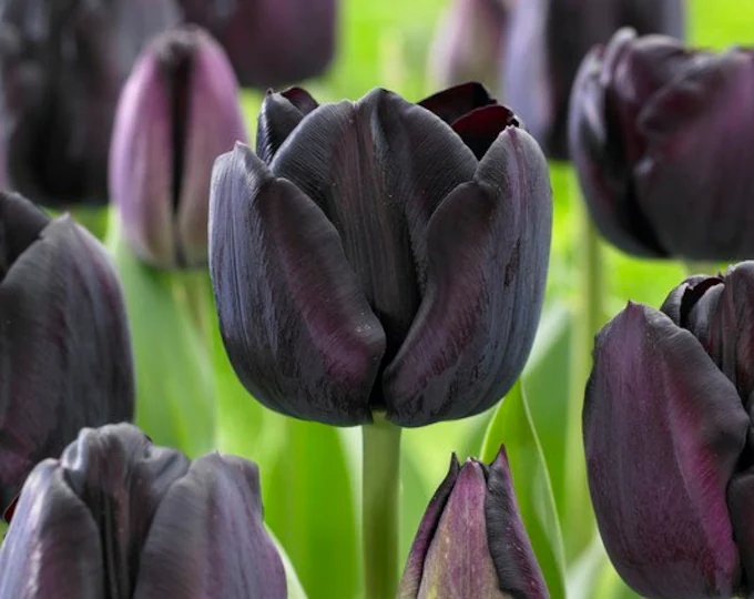 How Can Grow care For Black Tulips for Guied