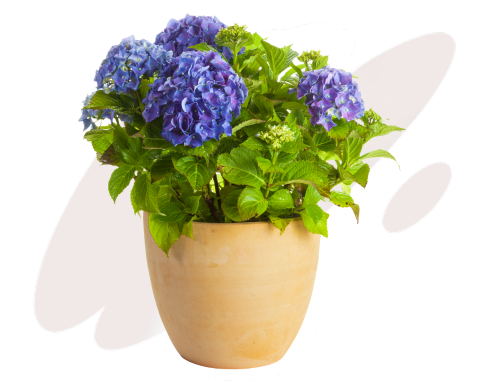 flowers in a pot