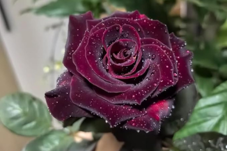 100+ PCS Flower Seed Black Red Rose 1