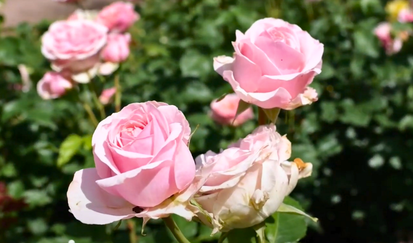 Amorosa Flowers: Varieties, Colors, and Meanings