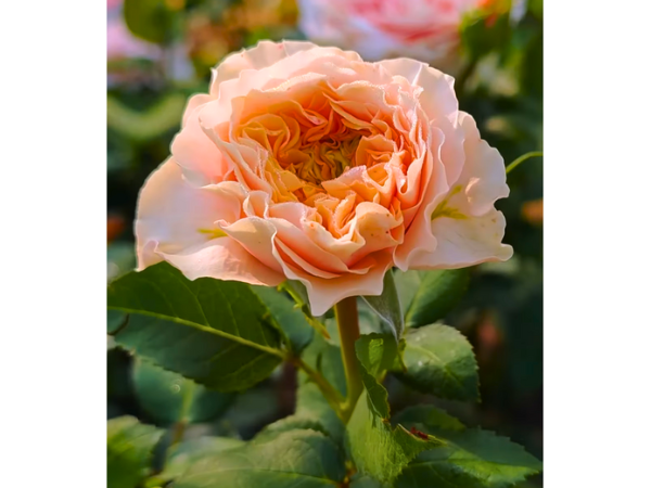 Amorosa Roses Gold