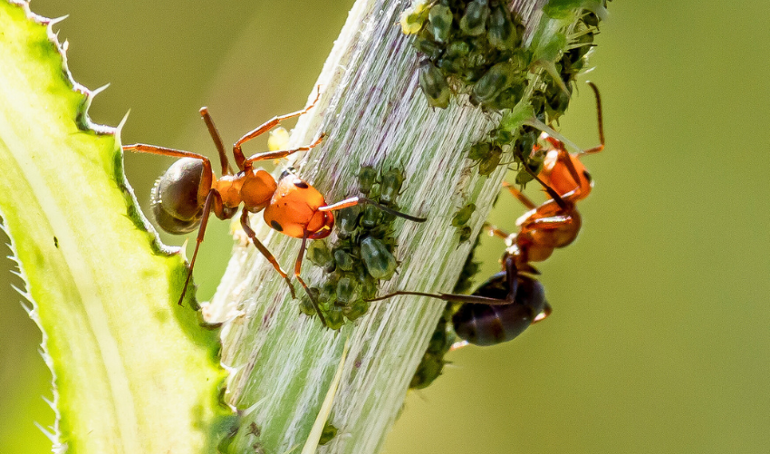The Impact of Ants on Your Garden: Benefits & Drawbacks
