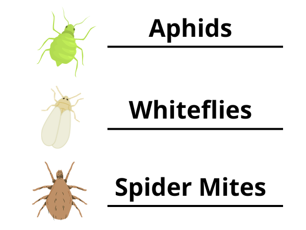 Aphids, Whiteflies & Spider Mites photo