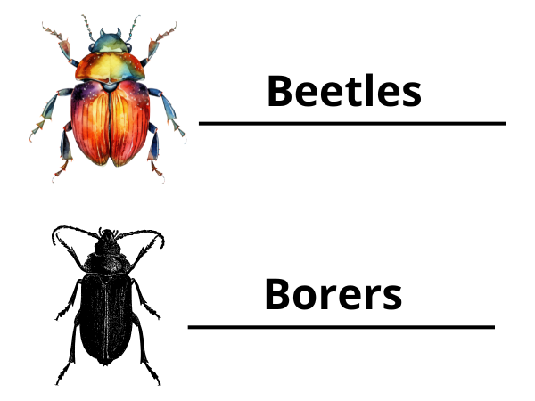 Beetles & Borers photo
