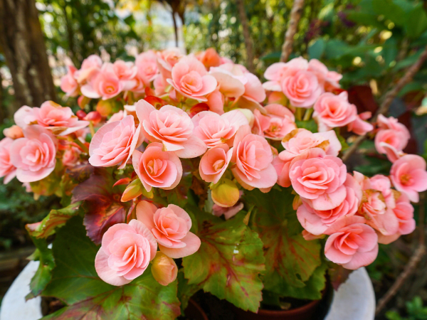 Begonias - Look Just Like Roses