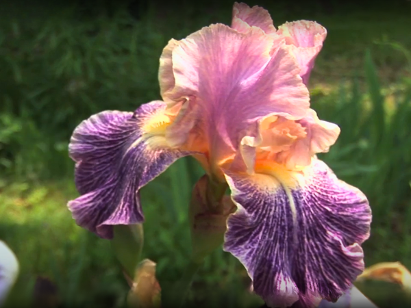 Beverly Sills Iris