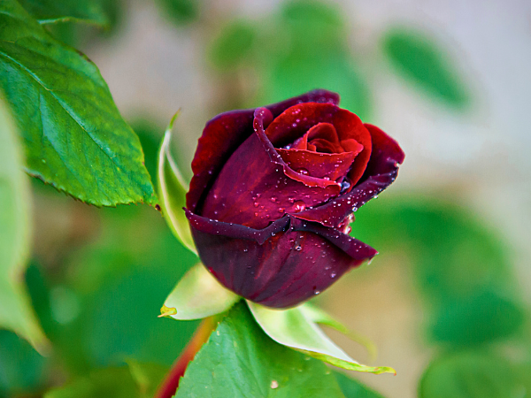 Black Baccara x1