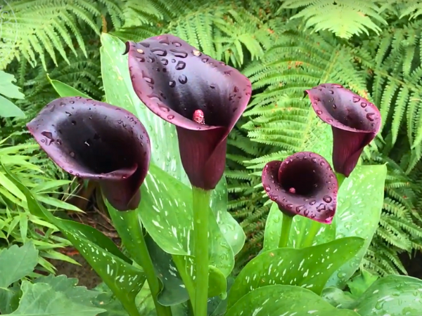 Black Calla Lily