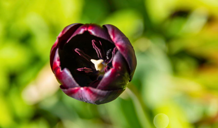 Black Tulips Meaning: Symbolism, Elegance & When to Gift Them