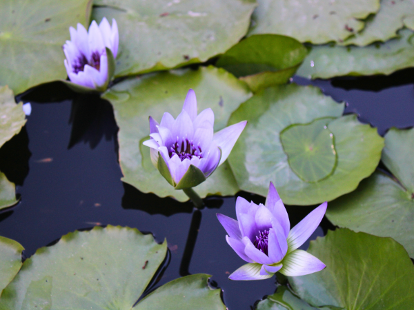 Blue Lotus Flower