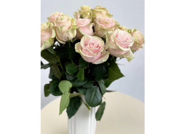 Blush Mondial roses