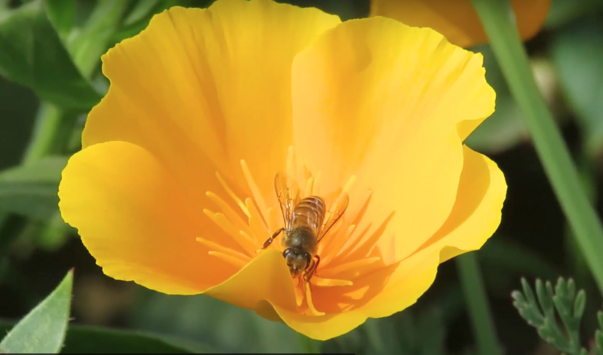 California Poppy: How to Grow, Care & Meaning