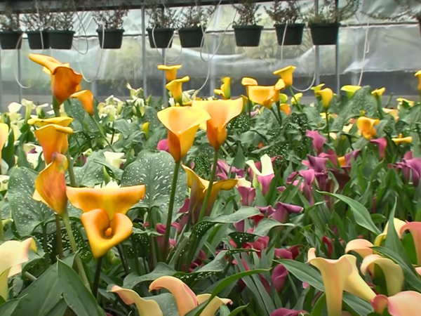 Calla Lilies Bloom