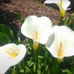 Calla Lily photo