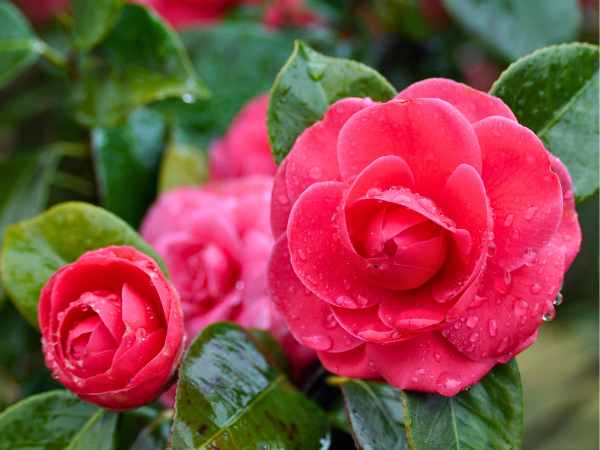 Camellias - Look Just Like Roses