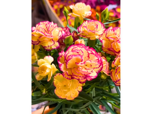 Carnations - Look Just Like Roses