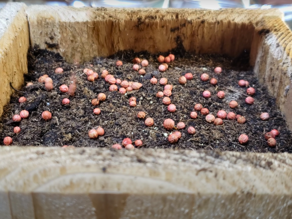 Choosing between seeds and seedlings