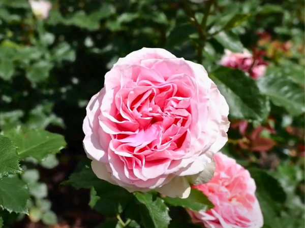 Classic Amorosa Rose Styles