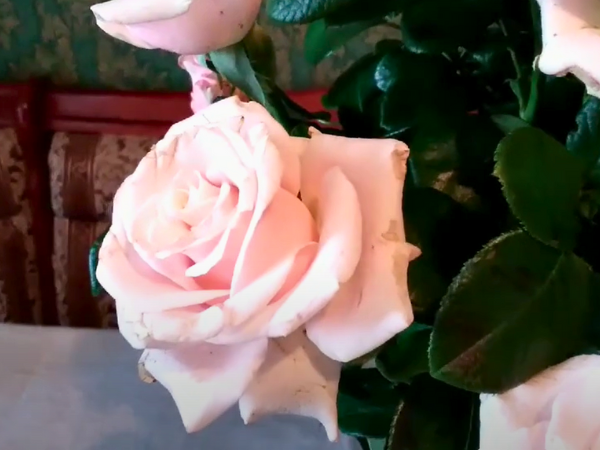 Classic Pink Mondial Rose 1