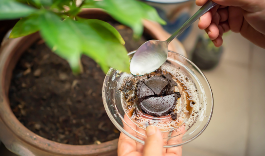 Coffee Grounds for the Garden: Benefits & How to Use Them