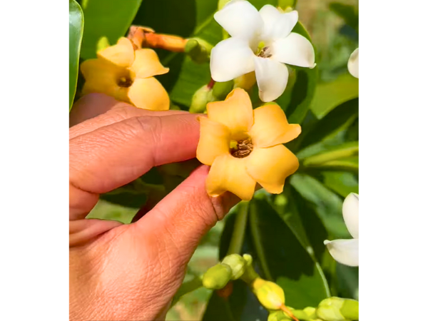 Color Transformation Puakenikeni Flower Pure white and Bright yellow
