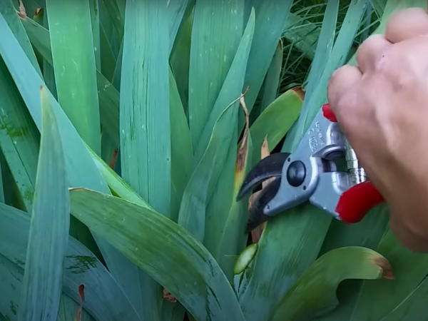 Common Pests And Problems pink irises. Remove any damaged foliage immediately.
