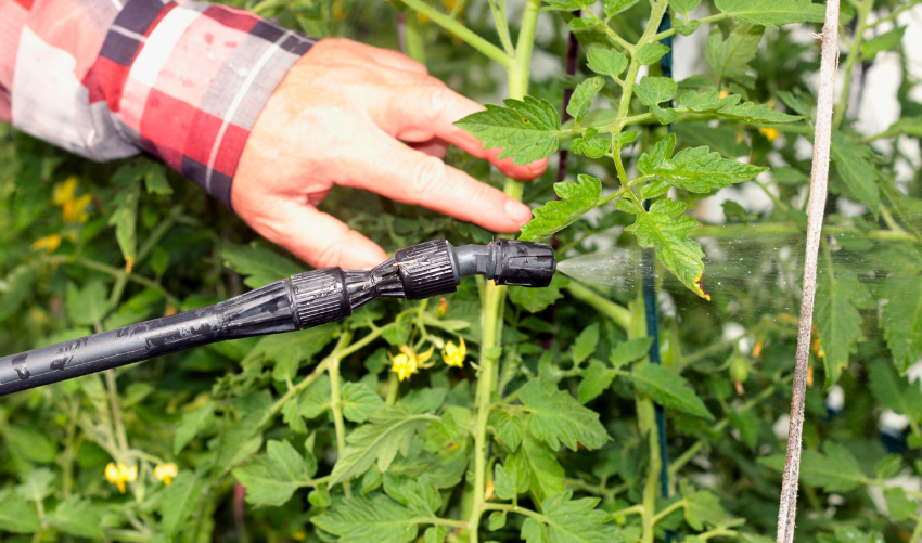 Dealing With Garden Pests: Tips for Effective Prevention & Control