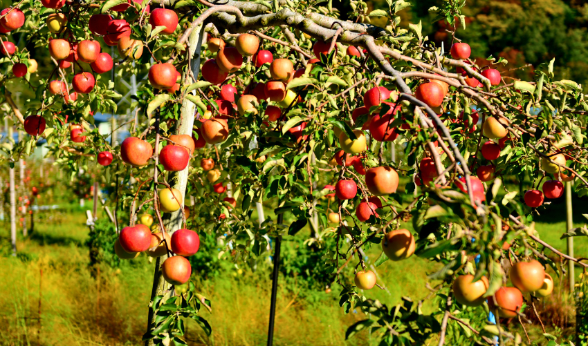Do Fruit Trees Invite Pests? Natural Ways to Prevent It
