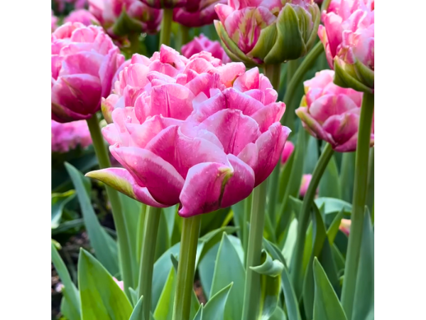 Double Tulips - Look Just Like Roses