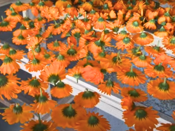 Drying Calendula - Air Drying
