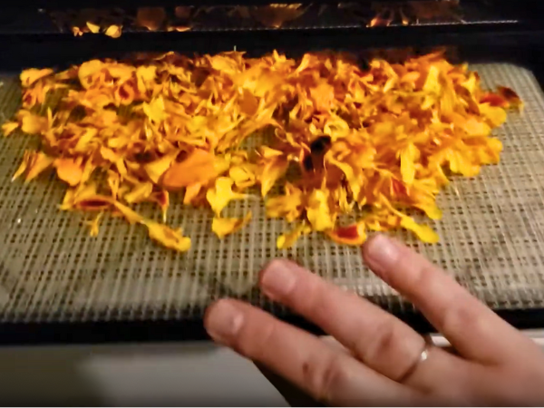 Drying Calendula -Oven Drying