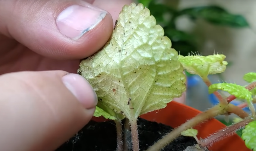 Effective Methods to Kill Spider Mites During Flowering