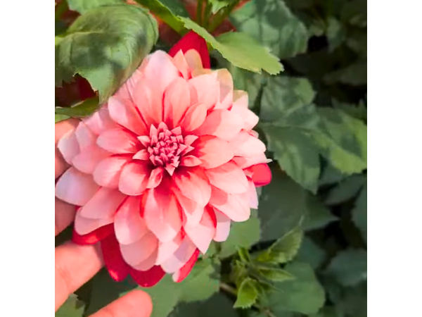 English Rose-Formed Dahlias