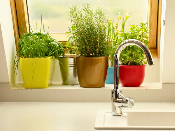 Ensure your herbs receive 6+ hours of sun each day