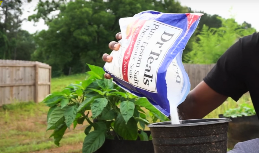 Epsom Salt for Vegetable Gardens: Benefits and How to Use