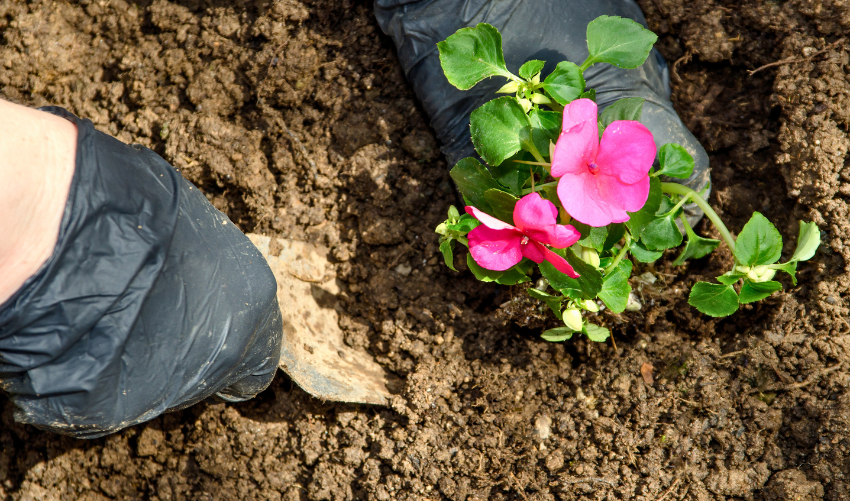 10 Essential Uses Hand Trowel for Your Garden