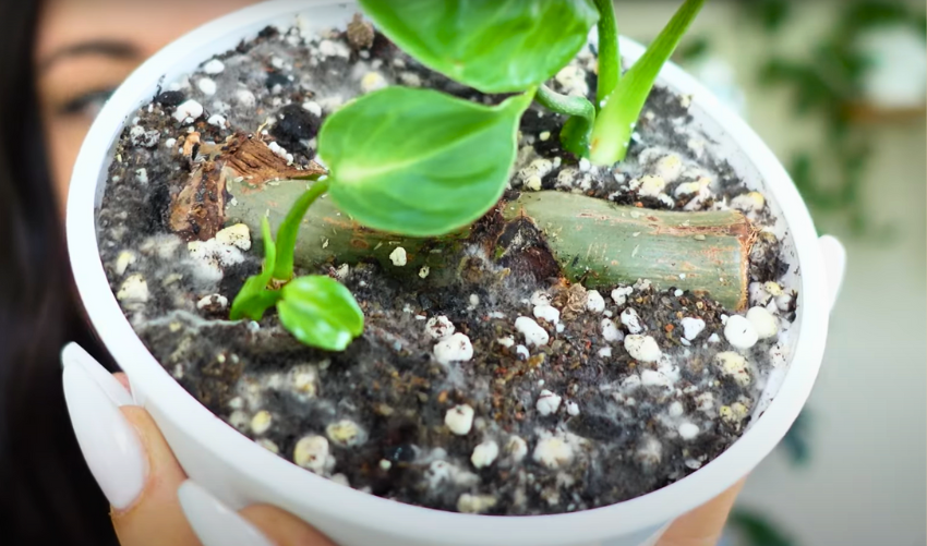 Why Your Flowers Might Be Getting Moldy (and How to Stop It)