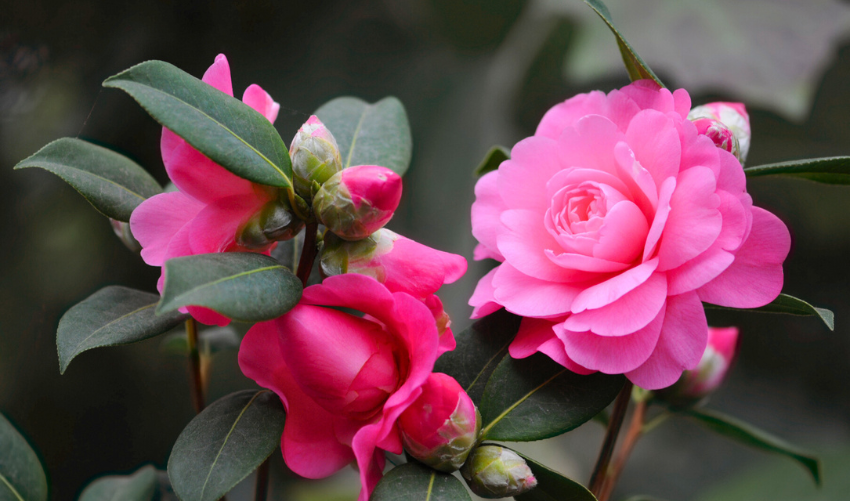 12 Stunning Flowers That Look Just Like Roses