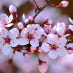 Flowers That Symbolize New Beginnings photo